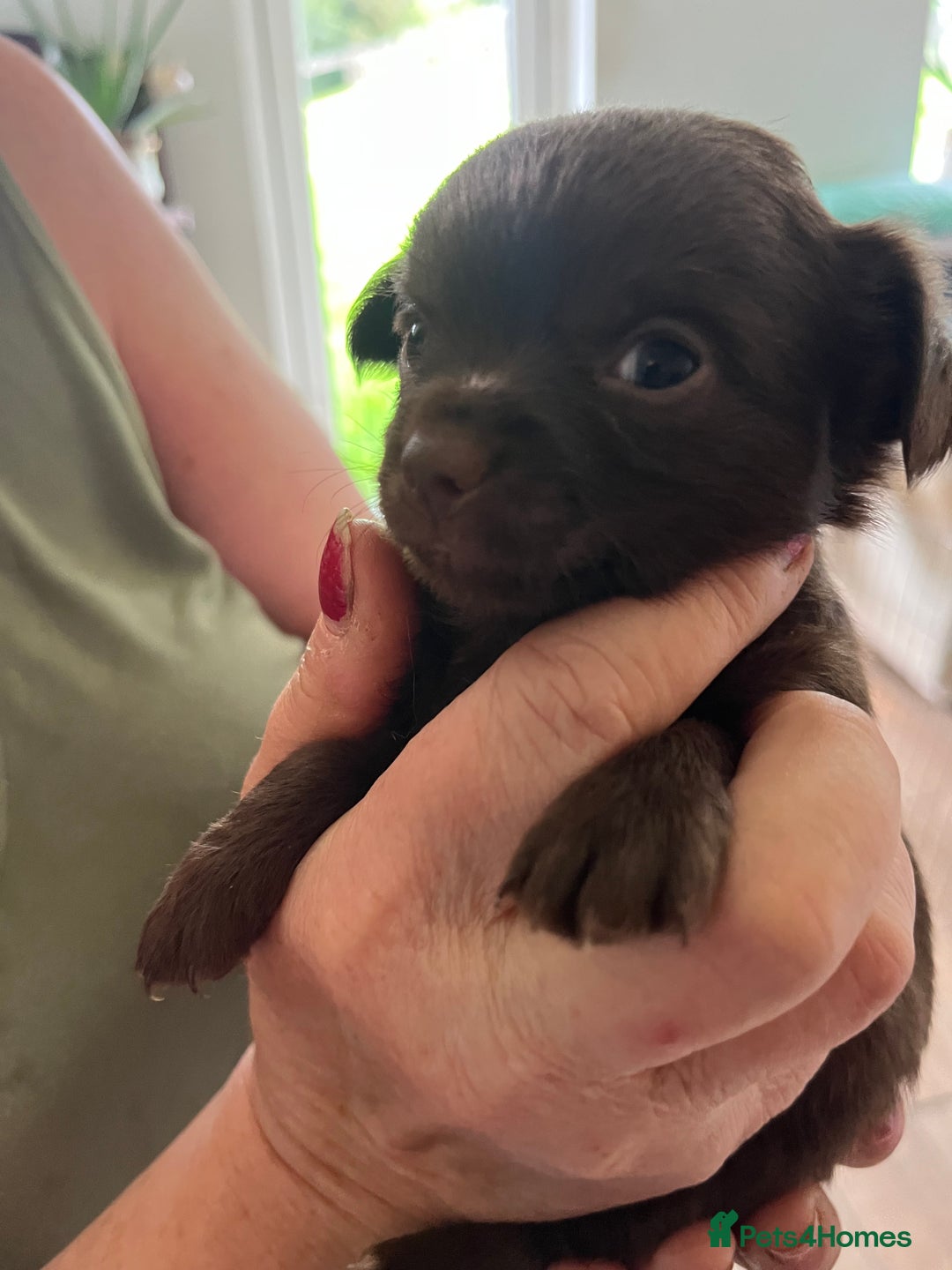 Chihuahua dogs for sale: Rare chocolate chihuahua puppies - Image 23