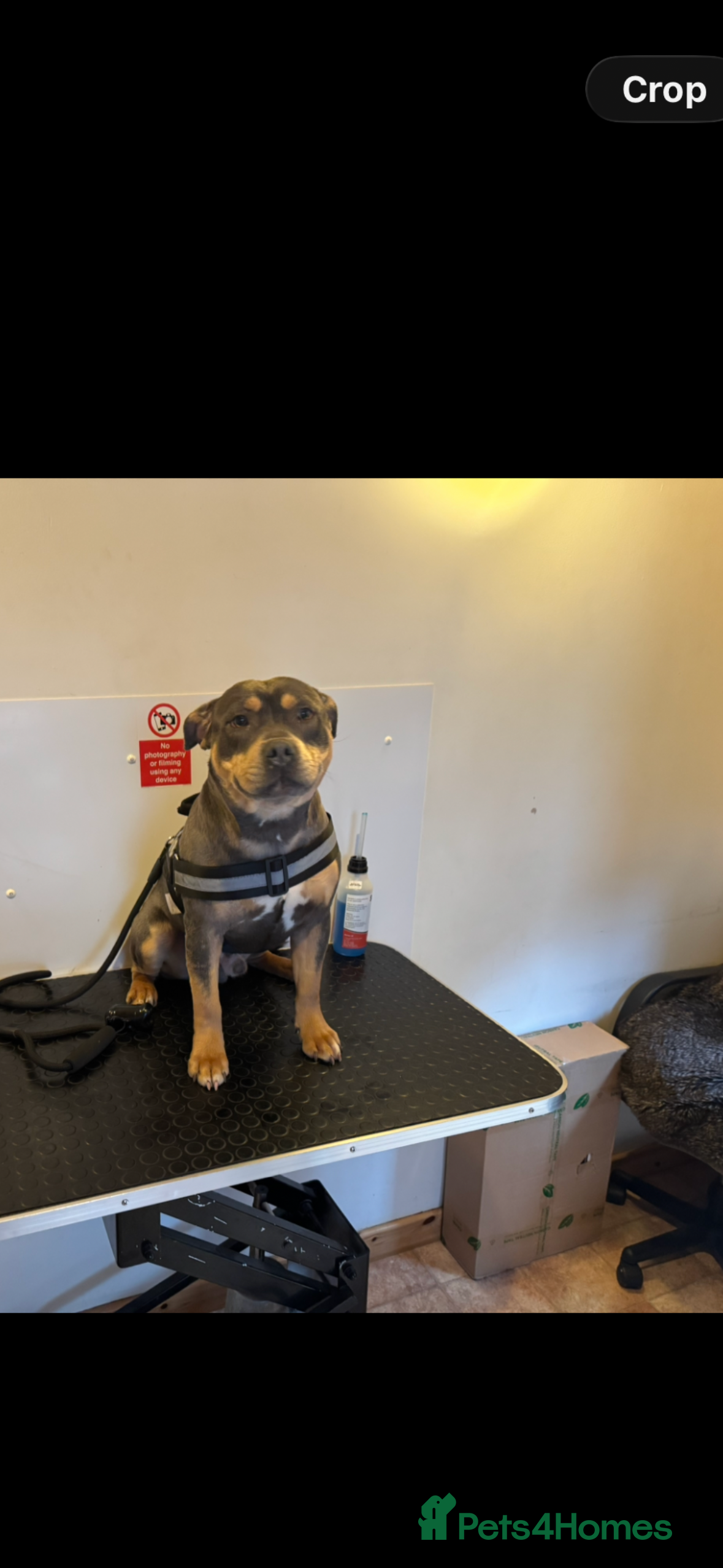 Staffordshire Bull Terrier dogs Blue Tri Staffordshire bull terrier staffy - Advert 3