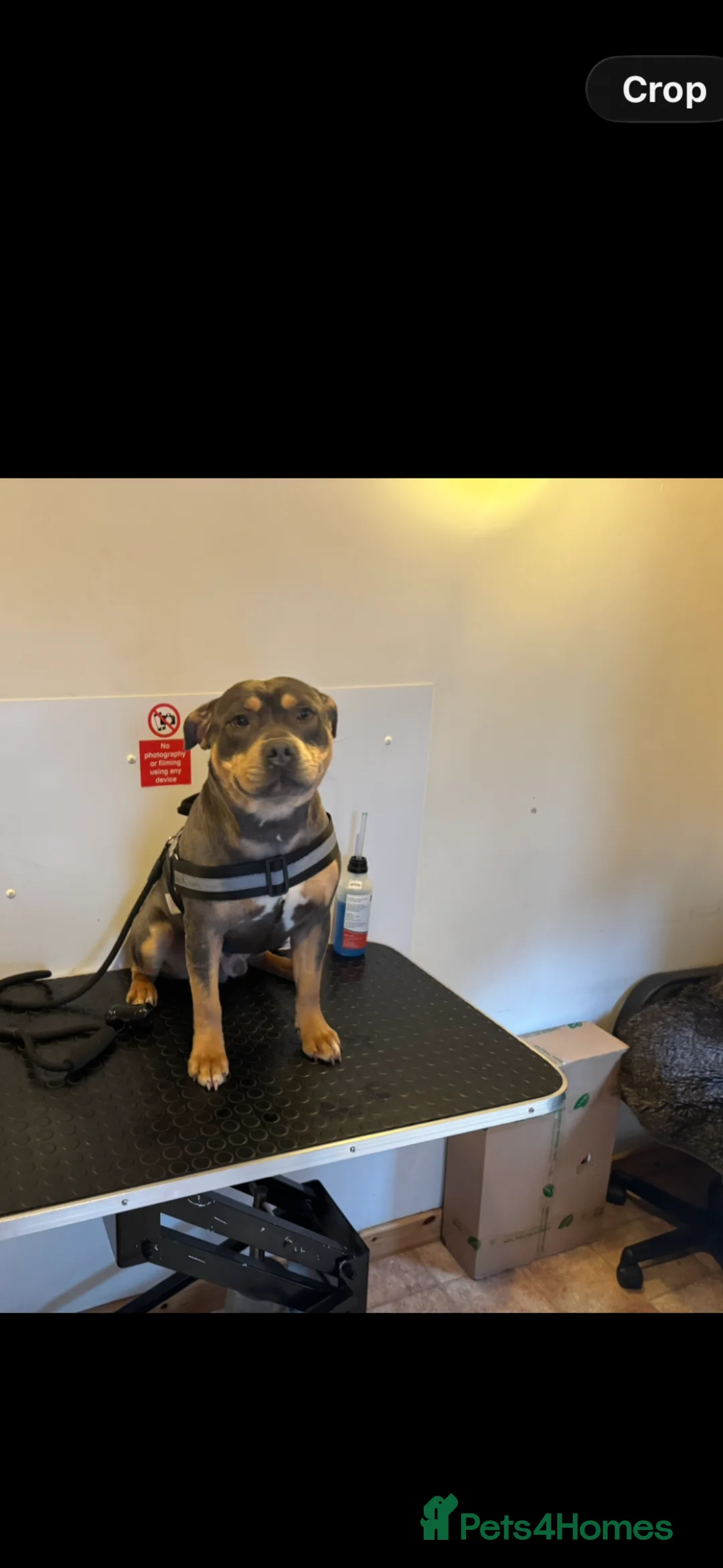 Staffordshire Bull Terrier dogs for stud: Blue Tri Staffordshire bull terrier staffy - Advert 1