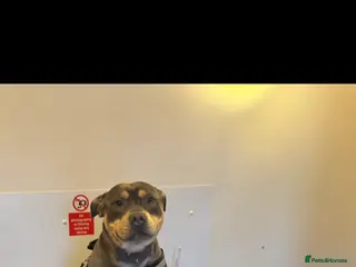 Staffordshire Bull Terrier dogs Blue Tri Staffordshire bull terrier staffy - Advert 3