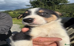 Border Collie dogs for sale: Mid Wales border collie pups  - Image 22