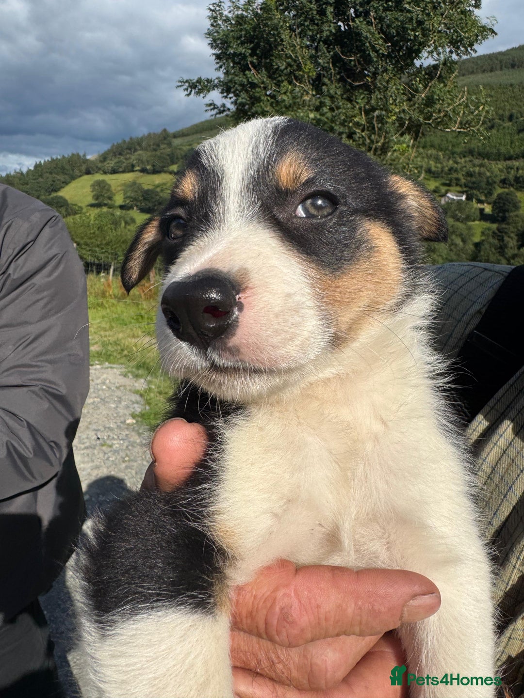 Border Collie dogs for sale: Mid Wales border collie pups  - Image 22