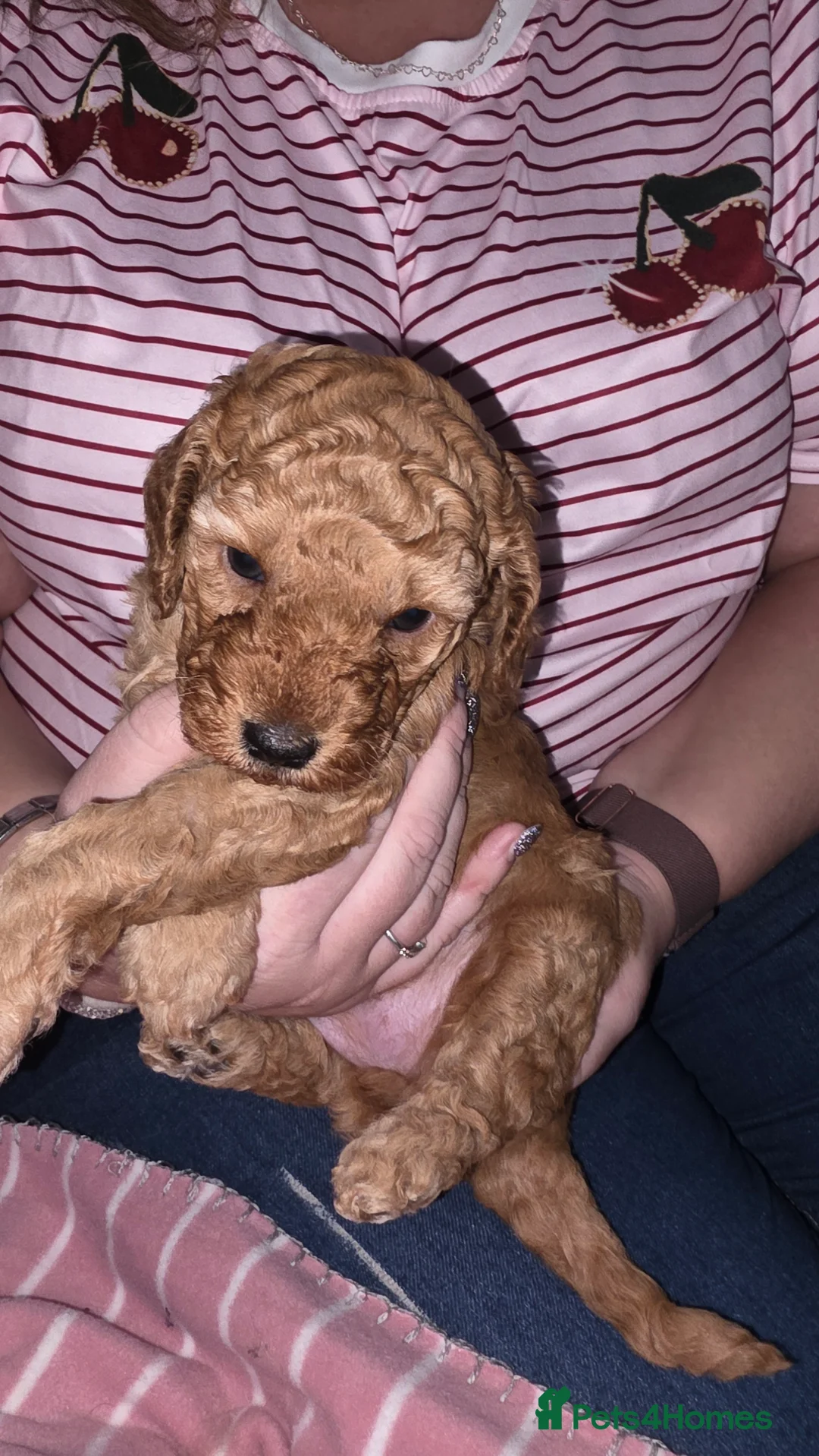 Cockapoo dogs for sale: Stunning toy F2b cockapoos  in Bathgate - Advert 2