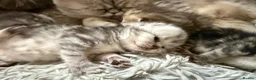 Exotic cats for sale: Exotic Shorthair Cross Kittens - Advert 15