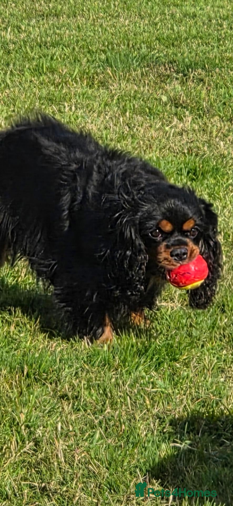 Cavalier King Charles Spaniel dogs for sale: 3 cavalier king Charles puppies - Advert 10