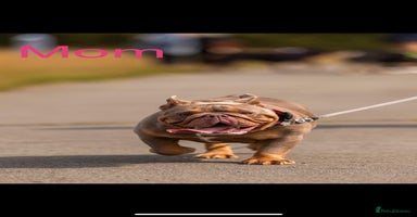 English Bulldog dogs - Advert 10