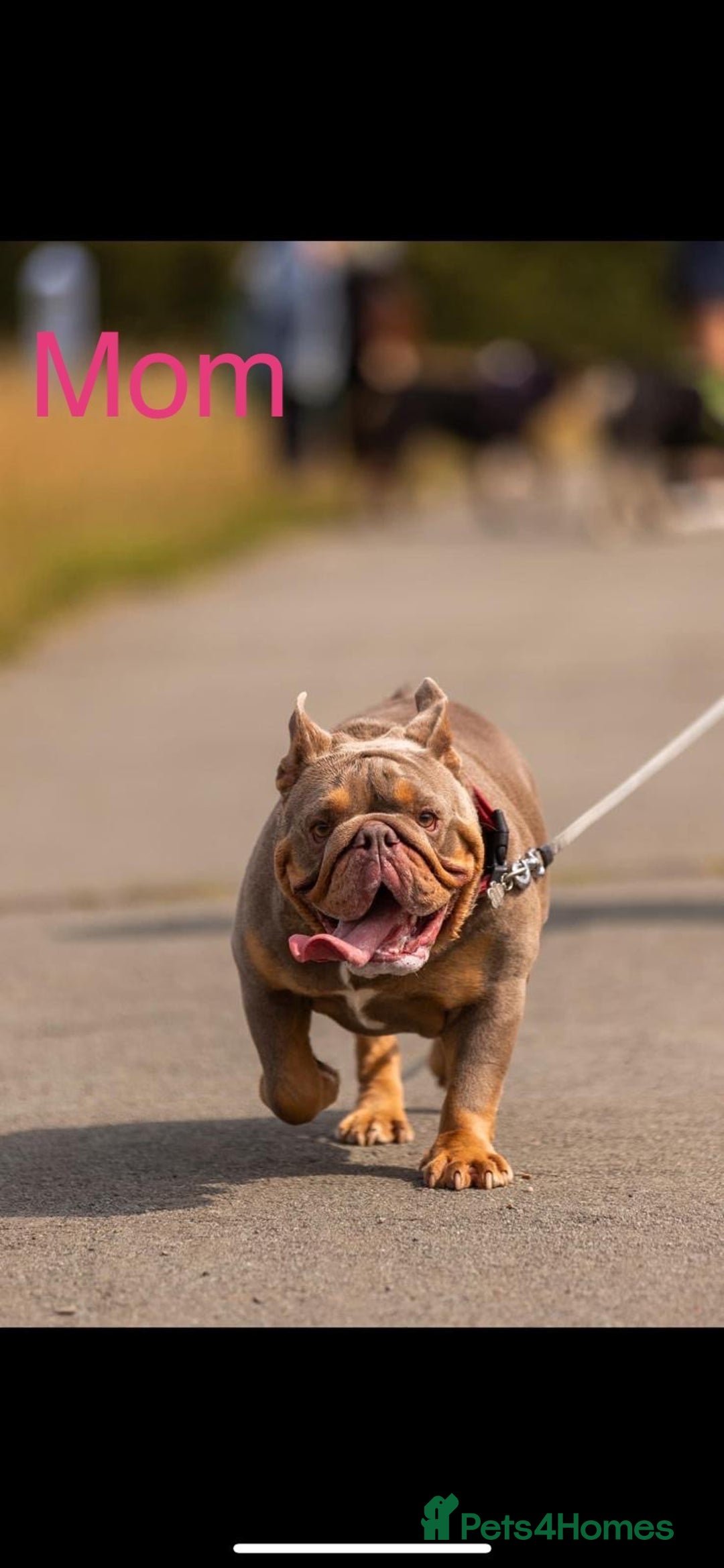 English Bulldog dogs for sale: For sale: 7 English Bulldog Puppies - Image 2