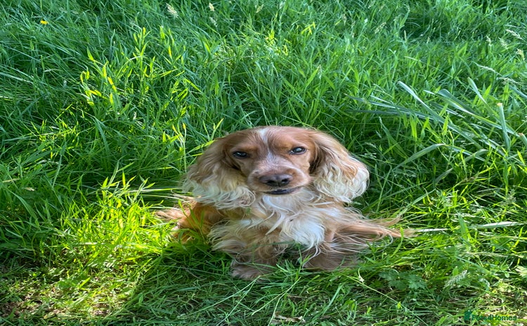 Cocker Spaniel dogs - Advert 13