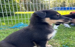Mixed Breed dogs for sale: 6 collie cross kelpie pups  - Image 18