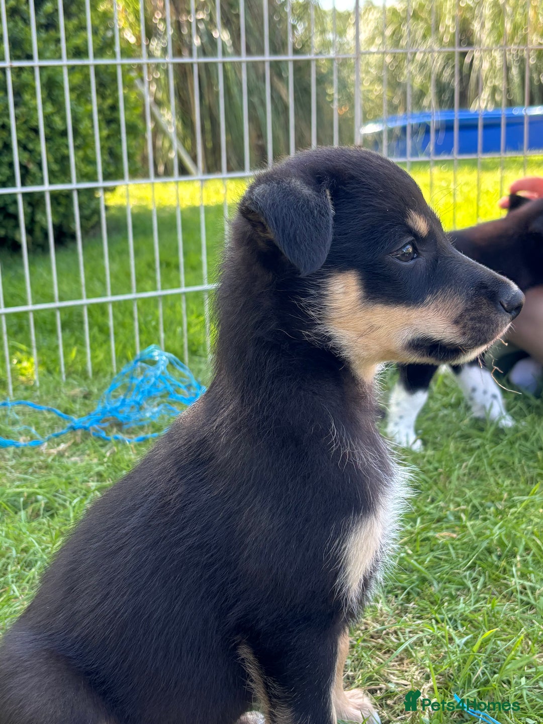 Mixed Breed dogs for sale: 6 collie cross kelpie pups  - Image 18