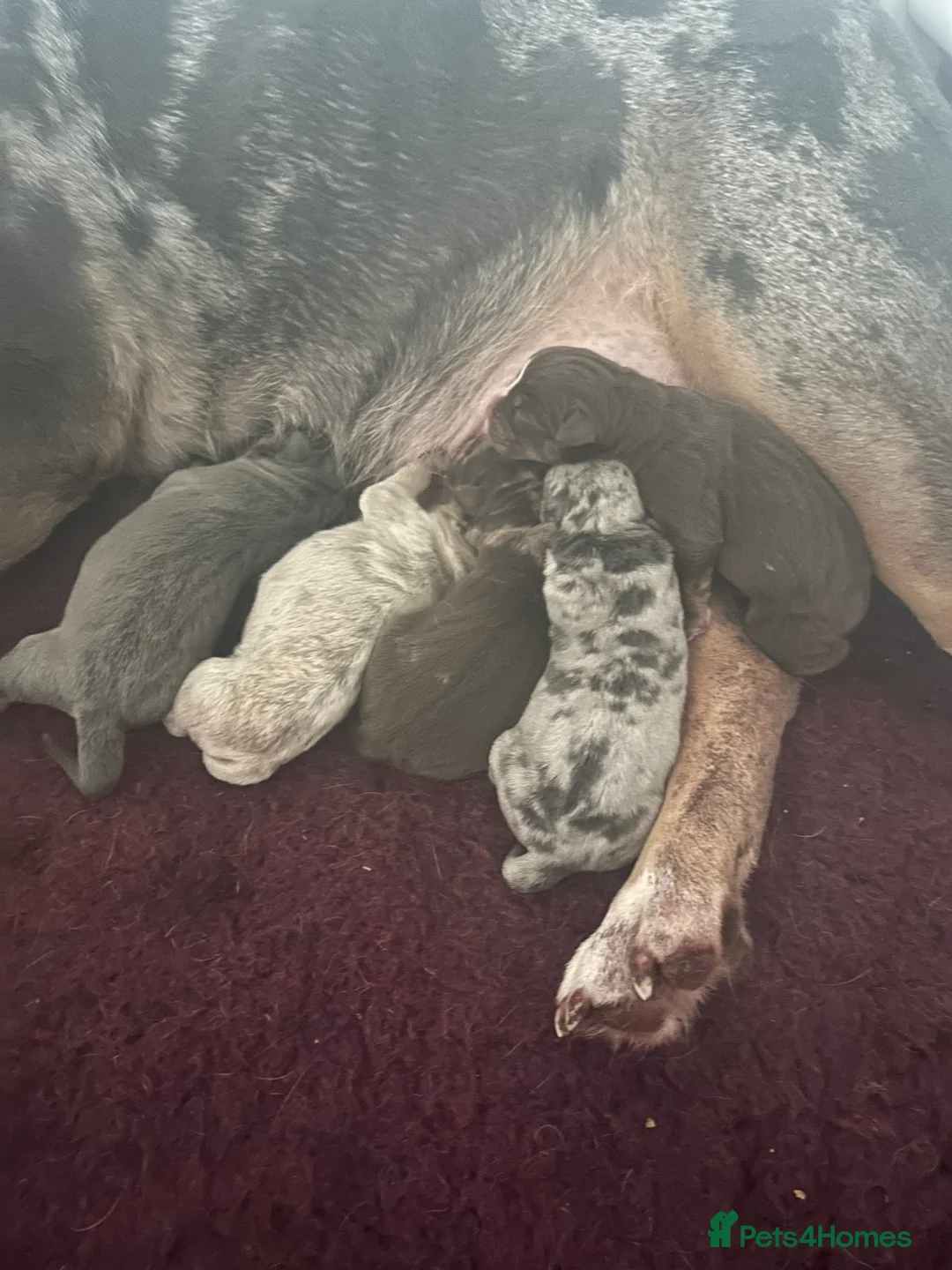 Olde English Bulldogge dogs for sale: 🔥Olde English bulldog puppies 🔥 - Advert 22