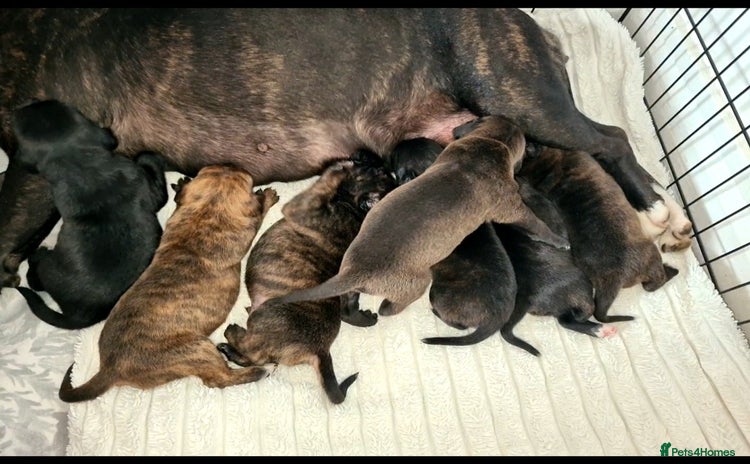 Staffordshire Bull Terrier dogs - Advert 4