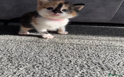 Domestic Shorthair cats for sale: Beautiful kittens 😍 - Image 3
