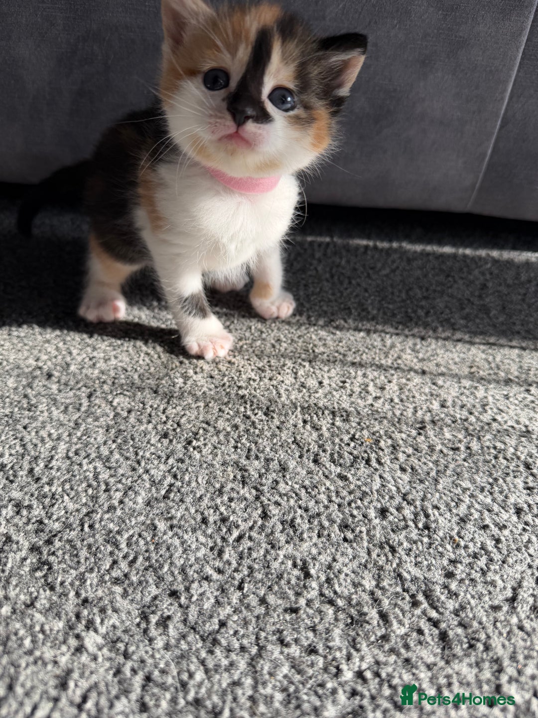 Domestic Shorthair cats for sale: Beautiful kittens 😍 - Image 3