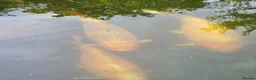 Koi Carp fish for sale: Koi carp, vary large in Stoke-on-Trent - Advert 2