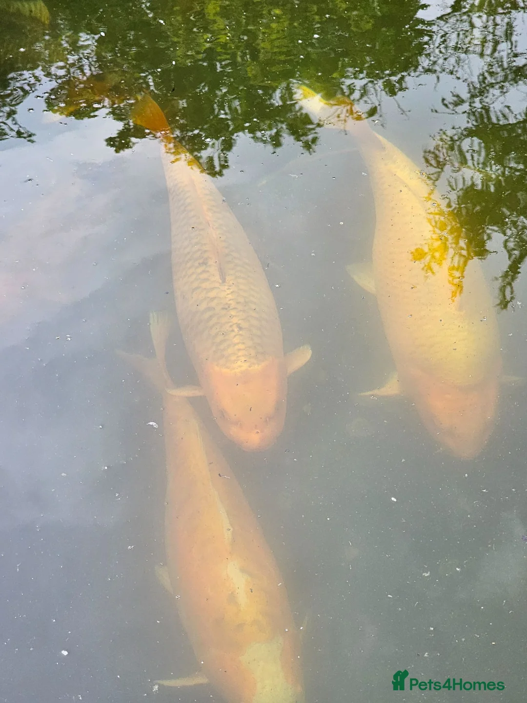 Koi Carp fish for sale: Koi carp, vary large in Stoke-on-Trent - Advert 2
