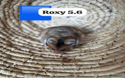 Hamster rodents for sale: Beautiful baby hamsters. Syrian and Russian Dwarf - Image 4