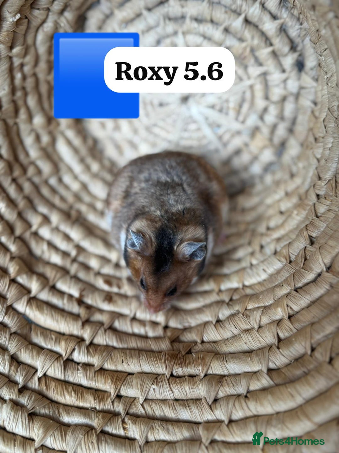 Hamster rodents for sale: Beautiful baby hamsters. Syrian and Russian Dwarf - Image 4