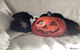 Jackapoo dogs for sale: 2 Toy poodle 3/4 Boys - Image 11