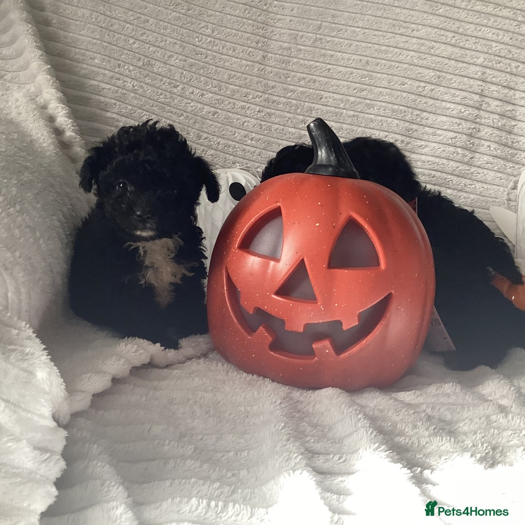 Jackapoo dogs for sale: 2 Toy poodle 3/4 Boys - Image 11