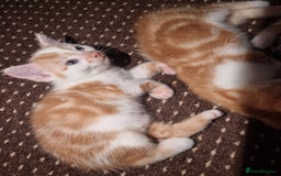 Mixed Breed cats for sale: Looking for forever home - Image 1