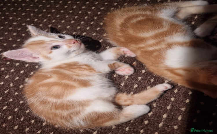 Mixed Breed cats - Advert 13