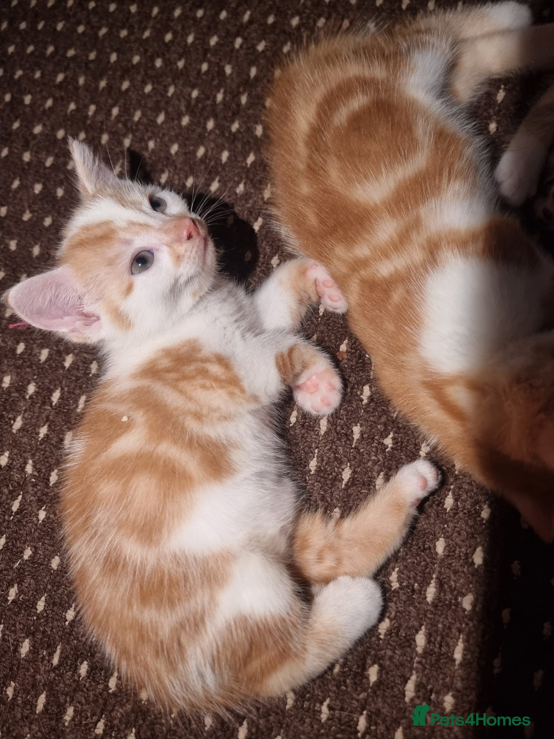 Mixed Breed cats for sale: Looking for forever home - Image 1