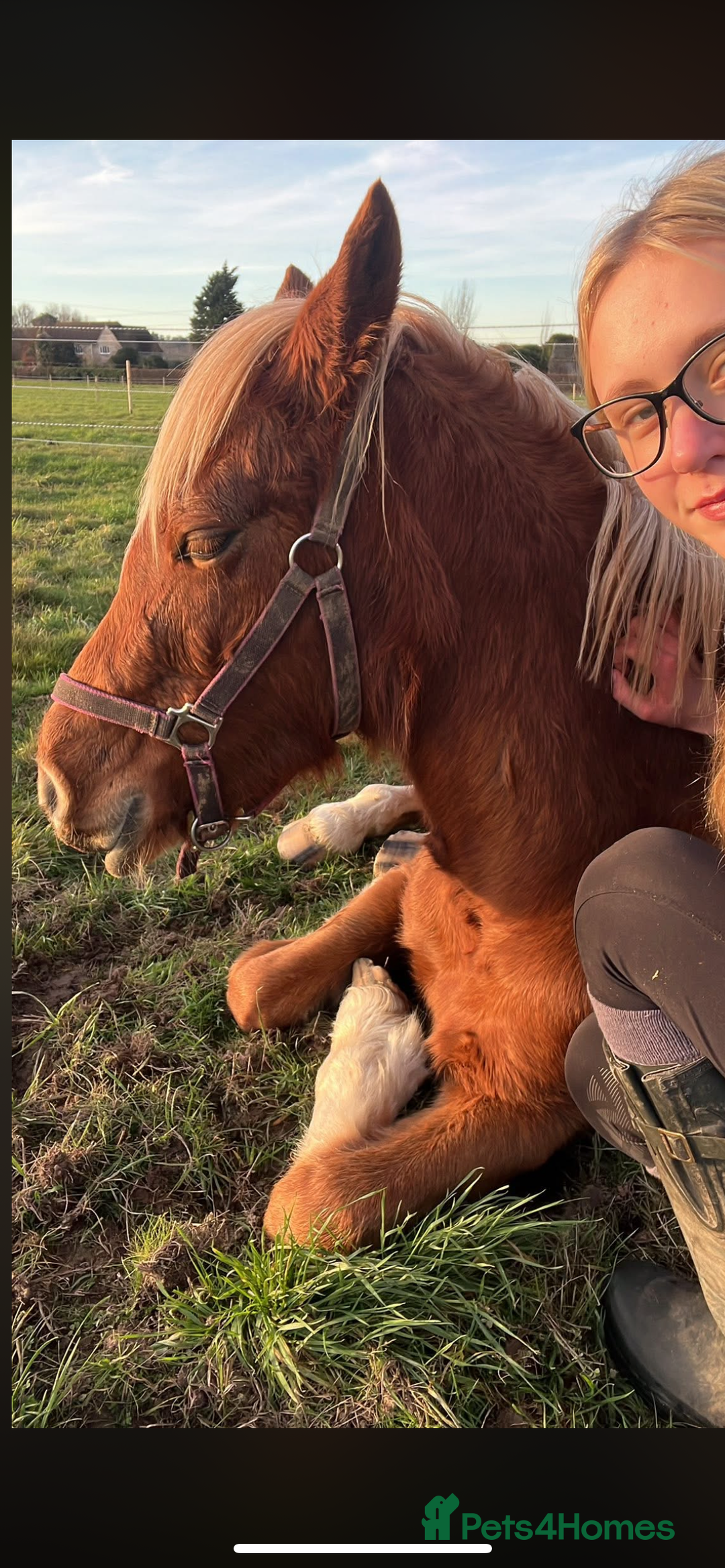 Welsh Section B horses for sale: ELSA🧡 - Advert 9