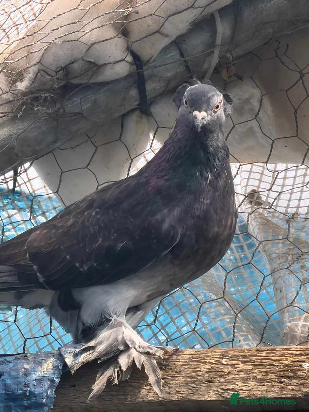 Pigeons birds for sale: Roller mix in London - Advert 1