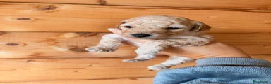 Poochon 2