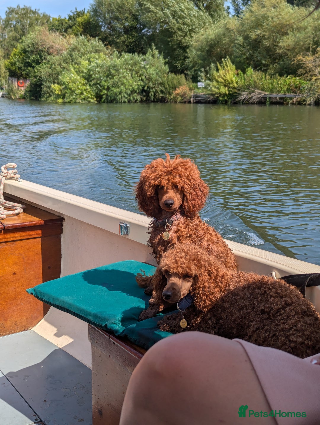 Miniature Poodle dogs for sale: Prestine pedigree poodles - Advert 9