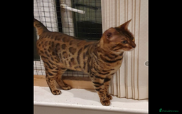 Bengal cats for sale: Bengal female  - Image 2