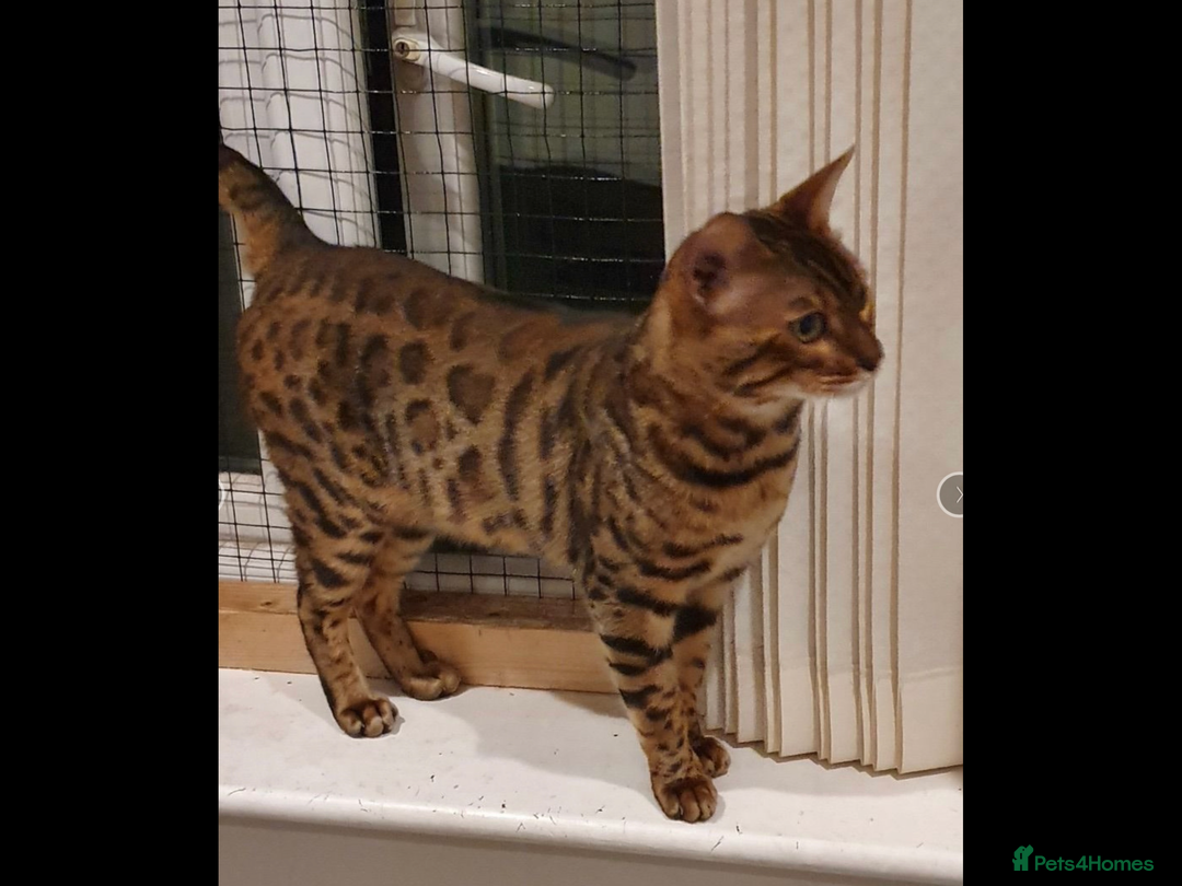 Bengal cats for sale: Bengal female  - Image 2