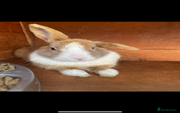 Dutch rabbits for sale: 2 rabbits for sale - together - Image 5