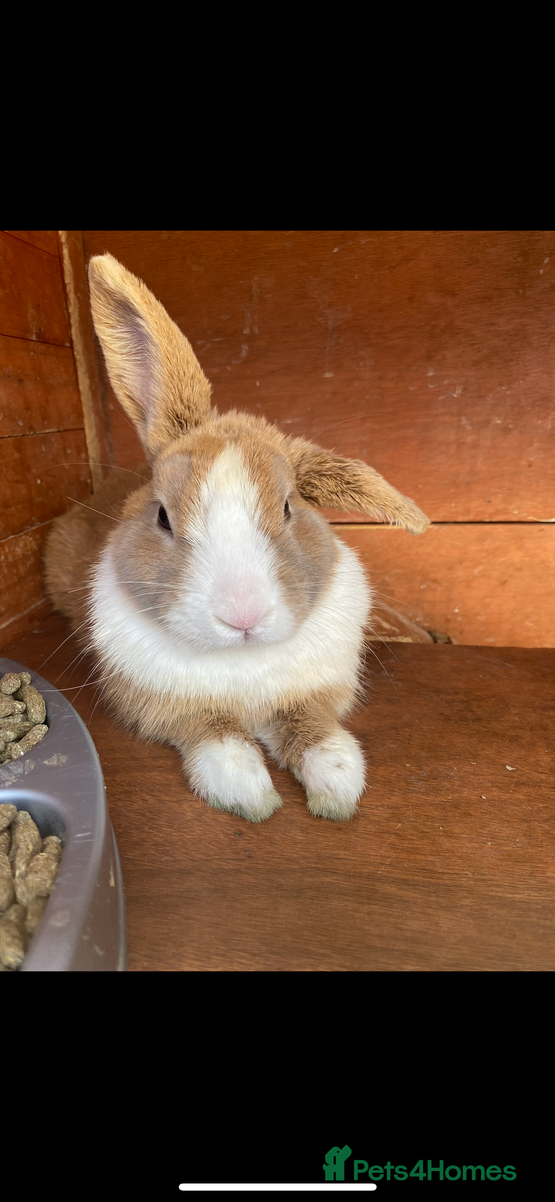 Dutch rabbits for sale: 2 rabbits for sale - together - Image 5