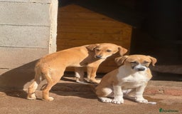 Mixed Breed dogs for adoption: Snoop needs a home with another dog! - Image 6