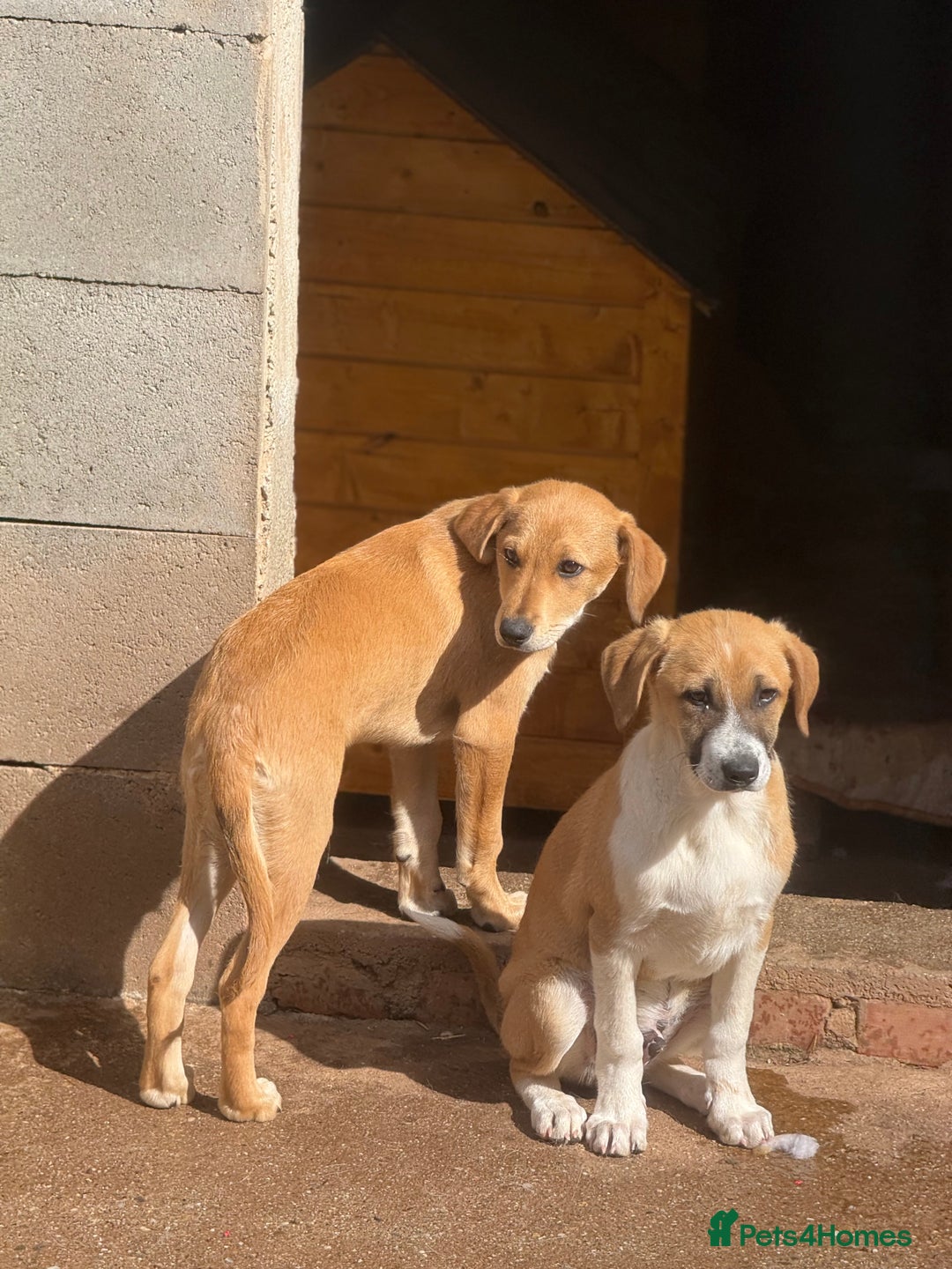 Mixed Breed dogs for adoption: Snoop needs a home with another dog! - Image 6