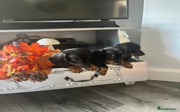 Dachshund dogs for sale: Dachshund pups - Image 6