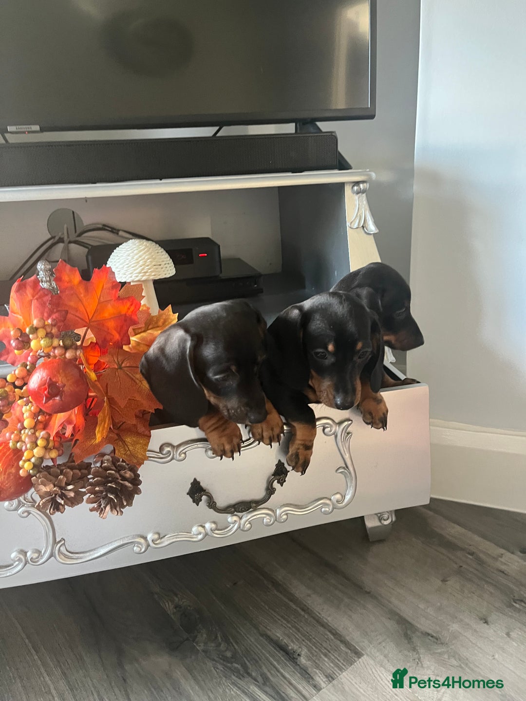 Dachshund dogs for sale: Dachshund pups - Image 6