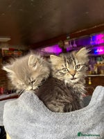 Mixed Breed cats - Advert 13