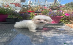 Maltipoo dogs for sale: RESERVED  Absolutely Stunning  Maltipoo GIRL - Image 5