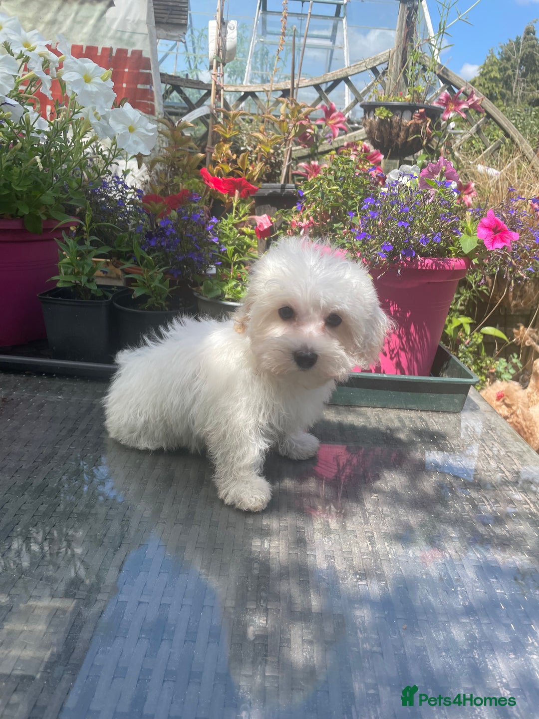 Maltipoo dogs for sale: RESERVED  Absolutely Stunning  Maltipoo GIRL - Image 5