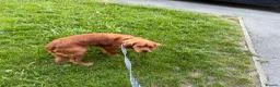 King Charles Spaniel dogs for sale: King Charles Spaniel in Rotherham - Advert 6