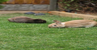 Mixed Breed rabbits - Advert 13