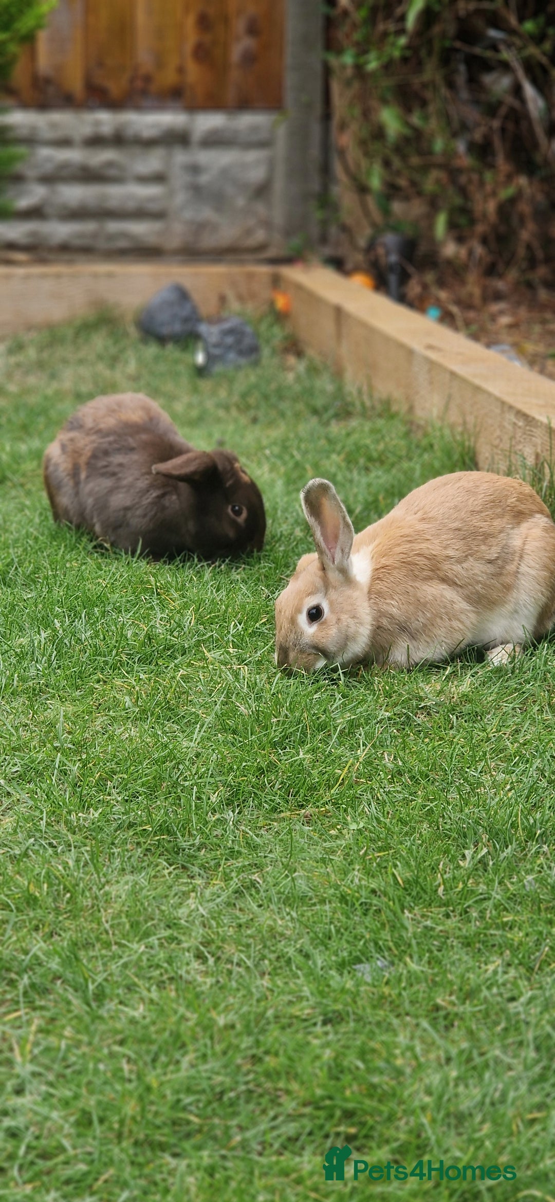 Mixed Breed rabbits for sale: Bunnies - Image 3