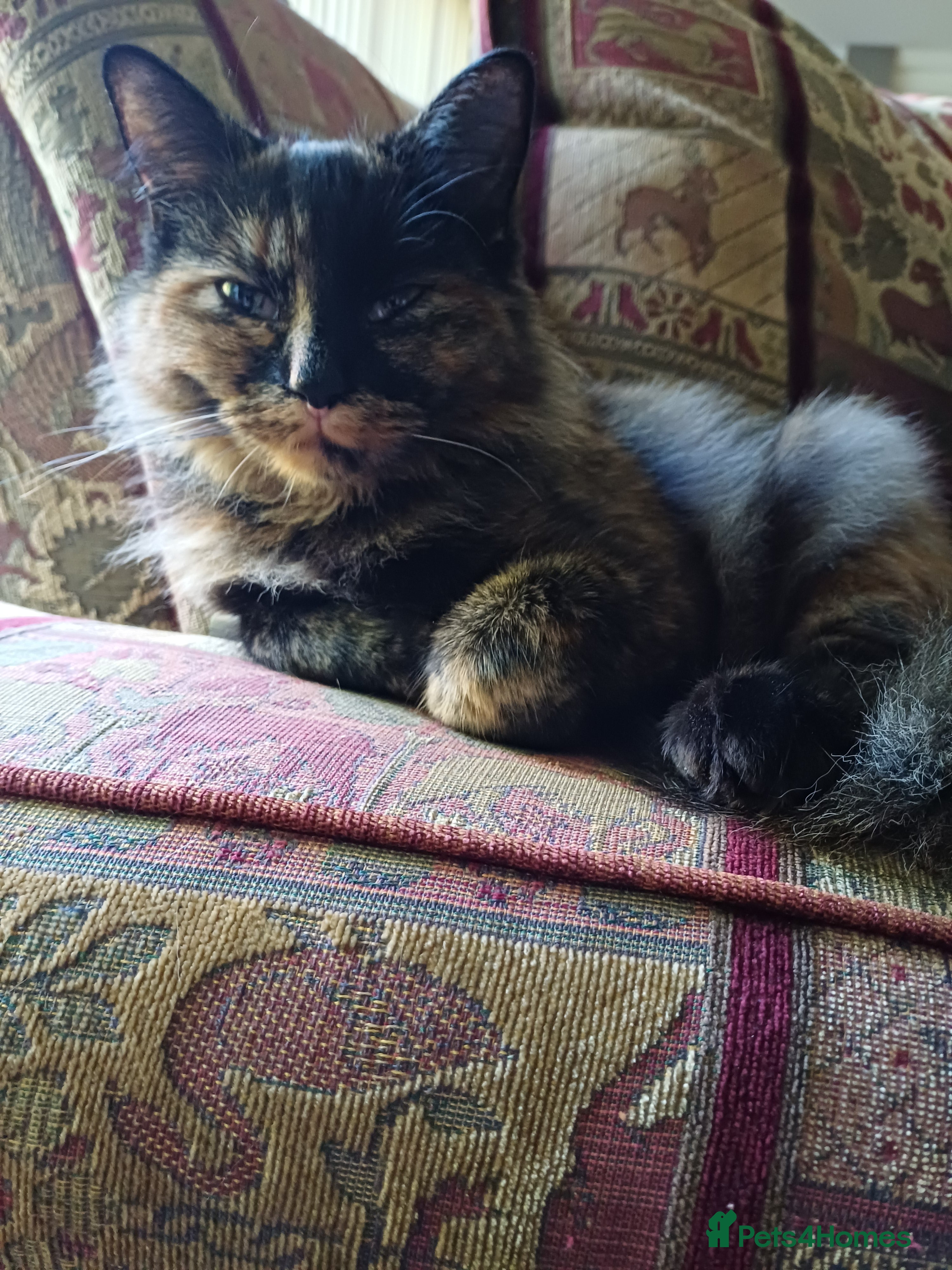 European cats ​🐾 Looking a new home: Stunning Tortoiseshell cat in Sheffield - Advert 1