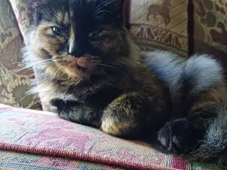European cats 🐾 Looking a new home: Stunning Tortoiseshell cat in Sheffield - Advert 1