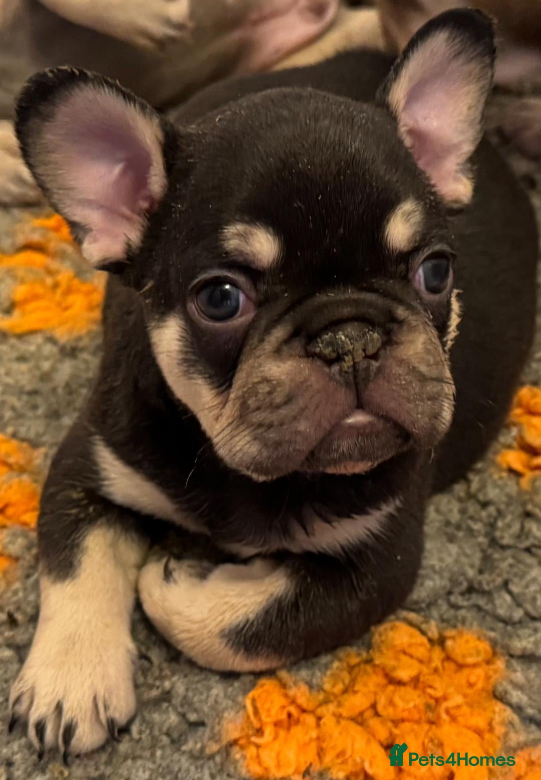 French Bulldog dogs for sale: ULTRA RARE - RAINBOW LITTER NON FLUFFY FRENCHIES - Advert 23