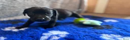 Labrador Retriever dogs for sale: KC Registered Pedigree Labrador Puppies - Advert 33