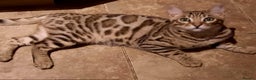 Bengal cats for sale: STUNNING GLITTER PELTED TICA REG BENGAL KITTENS - Advert 28